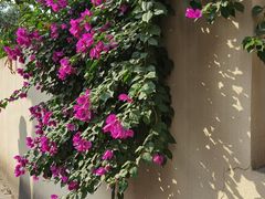 -西双版纳总佛寺
