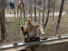 -哈尔滨北方森林动物园