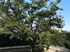 -上海山野camping·户外天幕烧烤·团建拓展营地