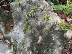 -千岛湖石林