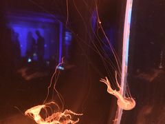 -暹罗海洋世界