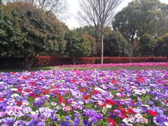 -上海鲜花港