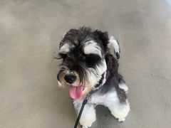 -宠物之家Pets Home 宠物寄养酒店
