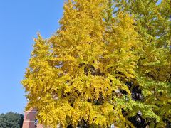 -四川大学(望江校区)