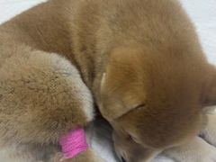 -美联众合动物医院·24h转诊中心