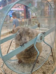 -卡通尼·Safari非洲探索乐园·生日会(金桥国际商业广场店)