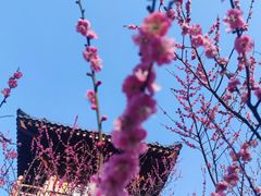 -习家池