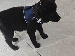 -瑞鹏宠物医院·超声·骨科·奇麟分院(蜀都万达店)