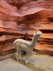 -酷嗒动物文化乐园(cutezoo西溪乐天城店)