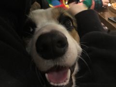 -百好乐宠物友好餐厅(朝外大街店)