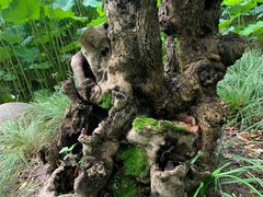 -陈家山荷花公园