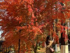 -黄海国家森林公园