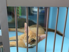 -FAELING PETS美天灵宠物(合生汇店)