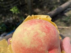 -南汇新场正宗水蜜桃采摘