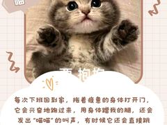 -翊宠yipet猫狗购宠庄园