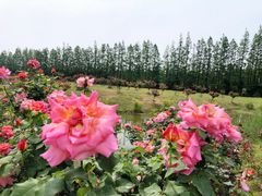 -上海长兴岛郊野公园