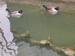 -春风习习