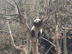 -都江堰中华大熊猫苑