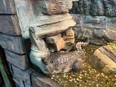 -上海大自然野生昆虫馆(东方明珠·爬宠昆虫探索中心)