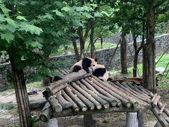 -都江堰中华大熊猫苑