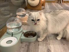 -BABIT巴比特宠物(MOMOPARK店)