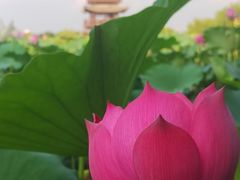 -白洋淀景区