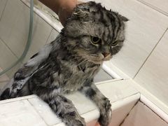 -酷狗靓猫宠物·洗护·美容·寄养(航北路店)