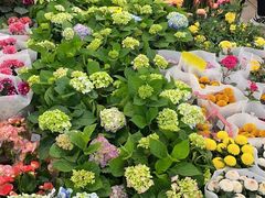 -双季花艺园艺市场(浦东店)