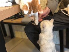 -平行世界·猫咖(首经贸店)