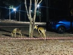 -清迈夜间动物园