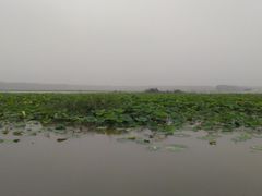 -微山湖红荷湿地景区