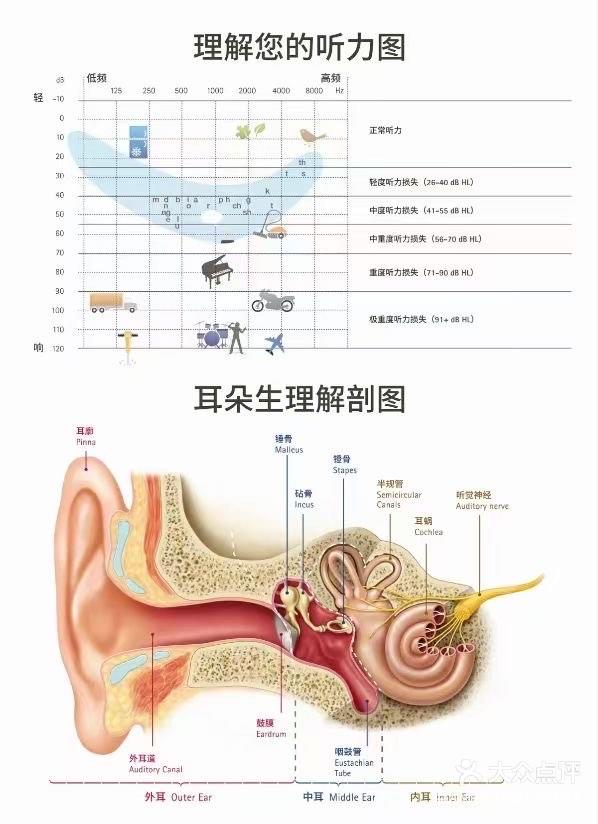 听觉神经分布图图片