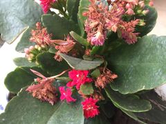 -西岭雪山大飞水景区