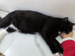 -鼓捣猫呢主题猫咖店