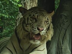 -北京野生动物园