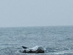 -西涌国际滨海旅游区