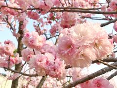 -天适樱花悠乐园
