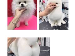 -唐小姐の猫狗洗护·购宠旗舰店(周浦万达店)
