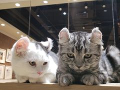 -藏猫猫咖啡主题馆(中央大道店)