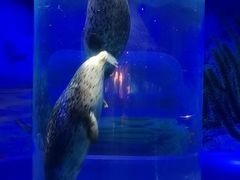 -海合安武汉极地海洋公园