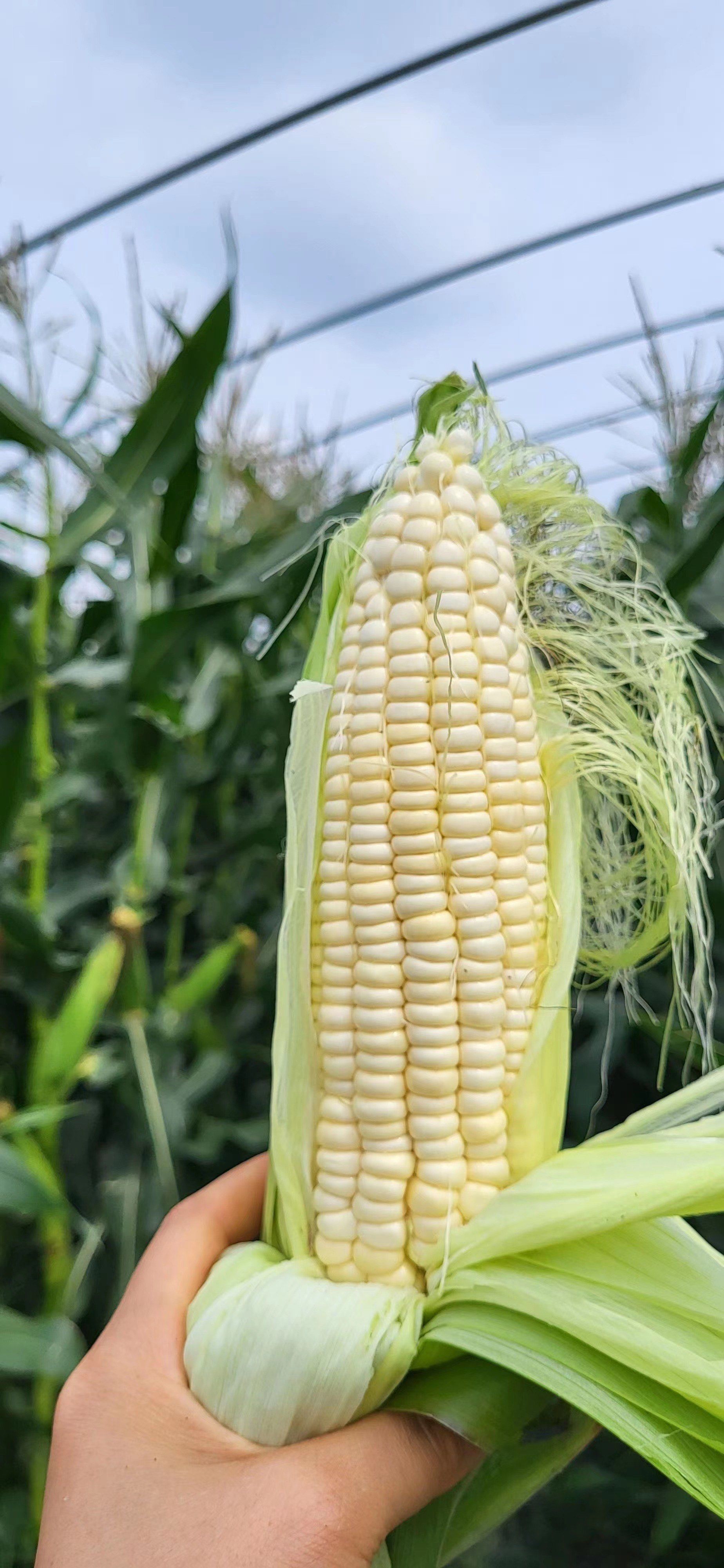 养羊农场的玉米🌽