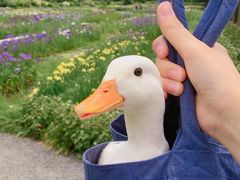 -丹樱生态园