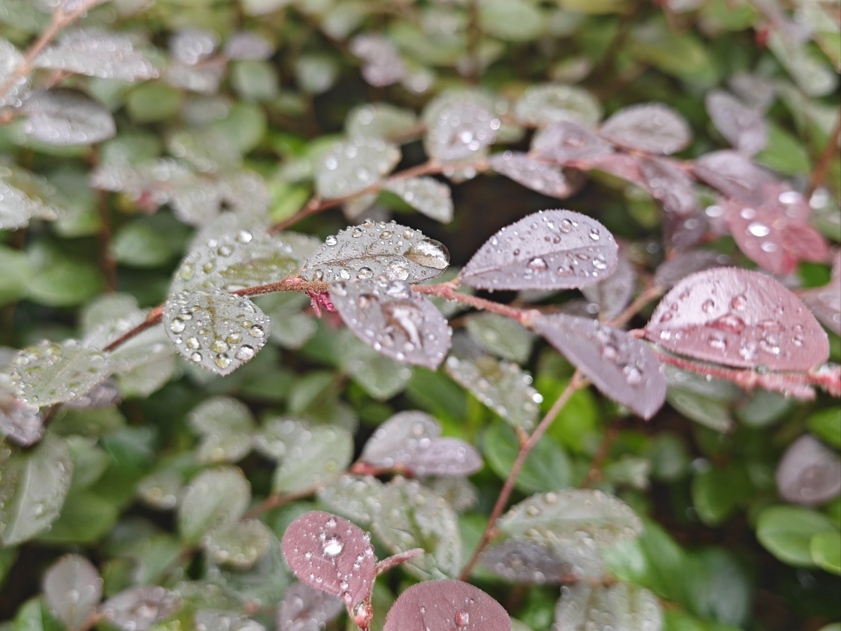 雨后美景图片