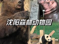 -沈阳森林动物园