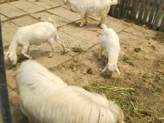 -小鱼草莓采摘园农家乐·小鱼餐厅