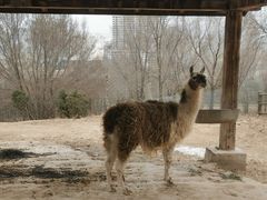 -青藏高原野生动物园