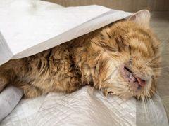 -北京观赏动物医院·24小时大型综合·猫专科·异宠专科