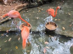 -海南热带野生动植物园
