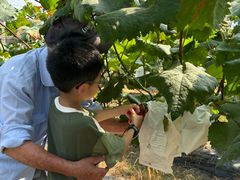 -马陆小张葡萄园农家乐