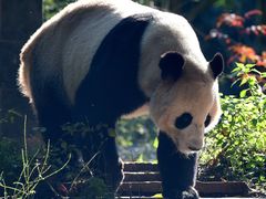 -中国大熊猫保护研究中心雅安碧峰峡基地